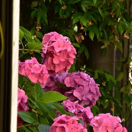 Casa Simonetti Alojamento de Acomodação e Pequeno-almoço Torre do Lago Puccini