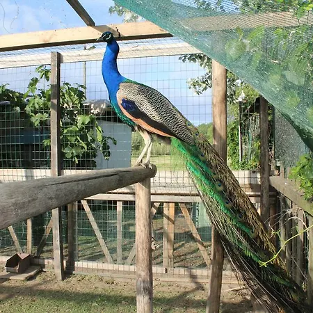 Casa Simonetti Torre del Lago Puccini